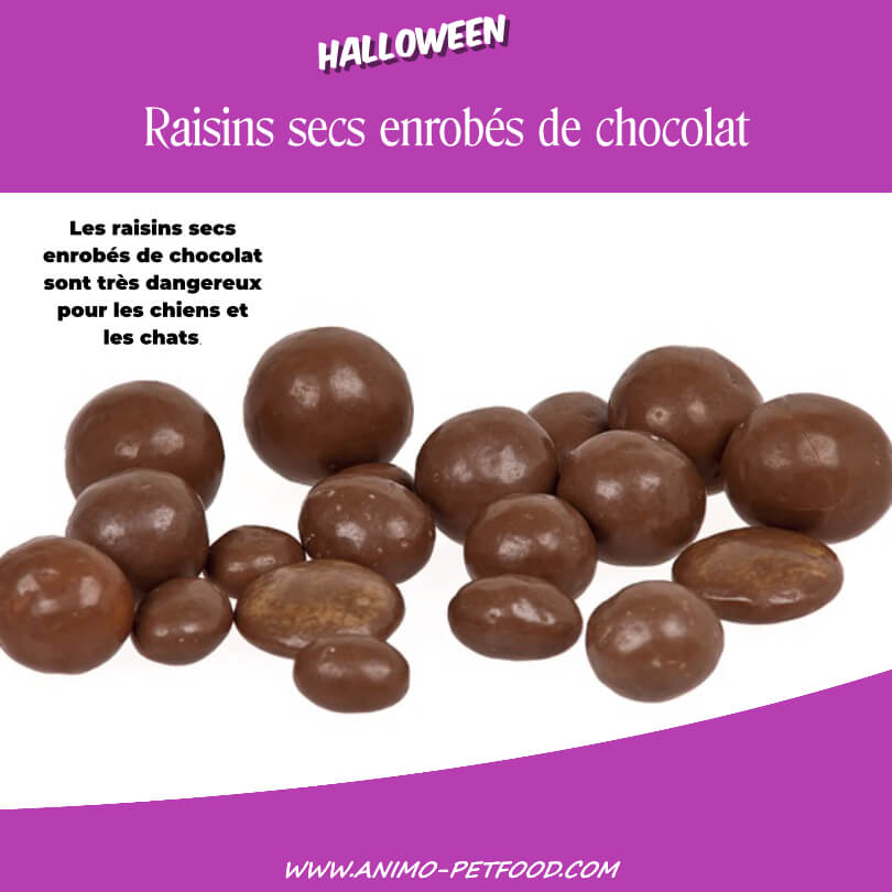 friandises-Halloween-toxiques-chiens-raisins